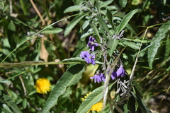 Solanum nitidum
