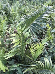 Cyclosorus interruptus