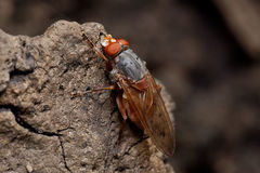 Brachyopa maculipennis