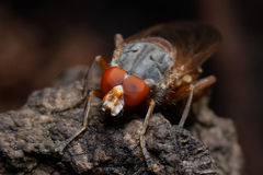 Brachyopa maculipennis