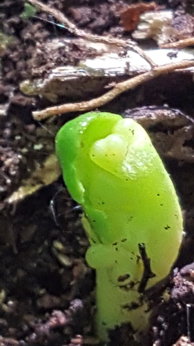 Little goblin moonwort (Botrychium mormo)