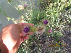 Cirsium rhaphilepis