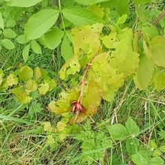 Chrysomela saliceti