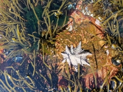 Scutellastra longicosta