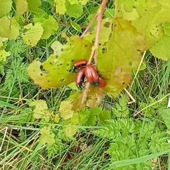Chrysomela saliceti