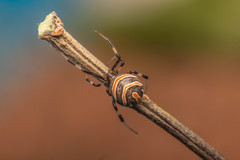 Latrodectus renivulvatus