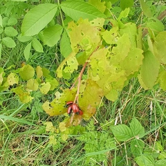 Chrysomela saliceti