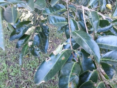 Sclerocroton
