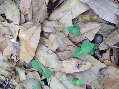 Mitchella repens image