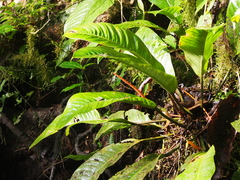 Anthurium ramonense image