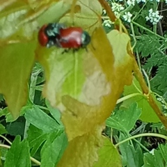 Chrysomela saliceti