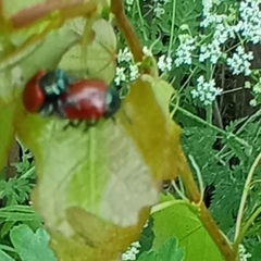 Chrysomela saliceti