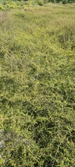 Kunzea tenuicaulis