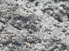 Ponera pennsylvanica