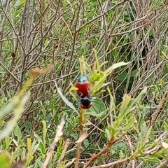 Chrysomela saliceti