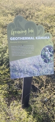 Kunzea tenuicaulis