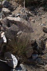 Muhlenbergia microsperma