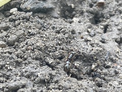 Ponera pennsylvanica