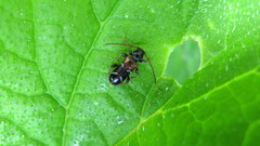 Phymatodes alni