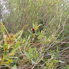 Chrysomela saliceti