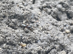 Ponera pennsylvanica