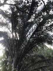 Raphia australis