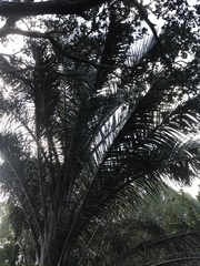 Raphia australis