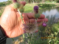 Cirsium rhaphilepis