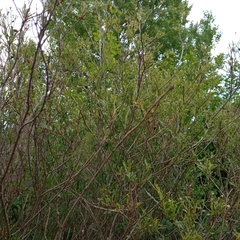 Chrysomela saliceti