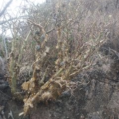 Sedum frutescens