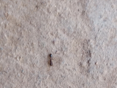 Solenopsis xyloni