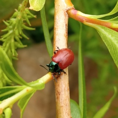 Chrysomela saliceti