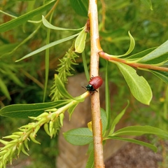 Chrysomela saliceti