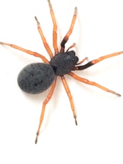 Trachelopachys