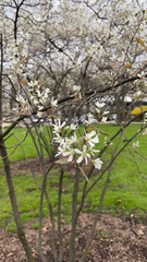 Amelanchier arborea
