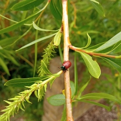 Chrysomela saliceti