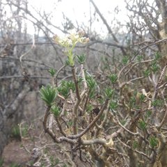 Sedum frutescens