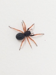 Trachelopachys