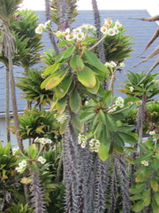 Euphorbia lophogona