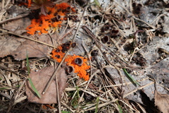 Pseudombrophila guldeniae