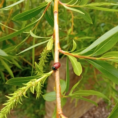 Chrysomela saliceti