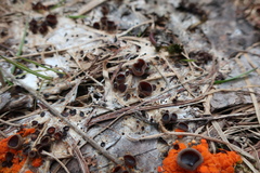 Pseudombrophila guldeniae