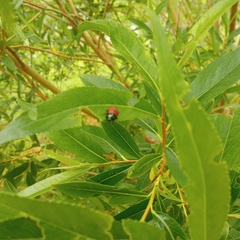 Chrysomela saliceti