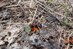 Pseudombrophila guldeniae