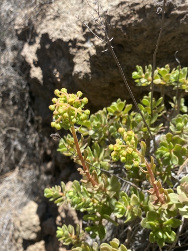 Aeonium spathulatum