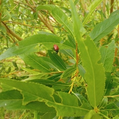 Chrysomela saliceti