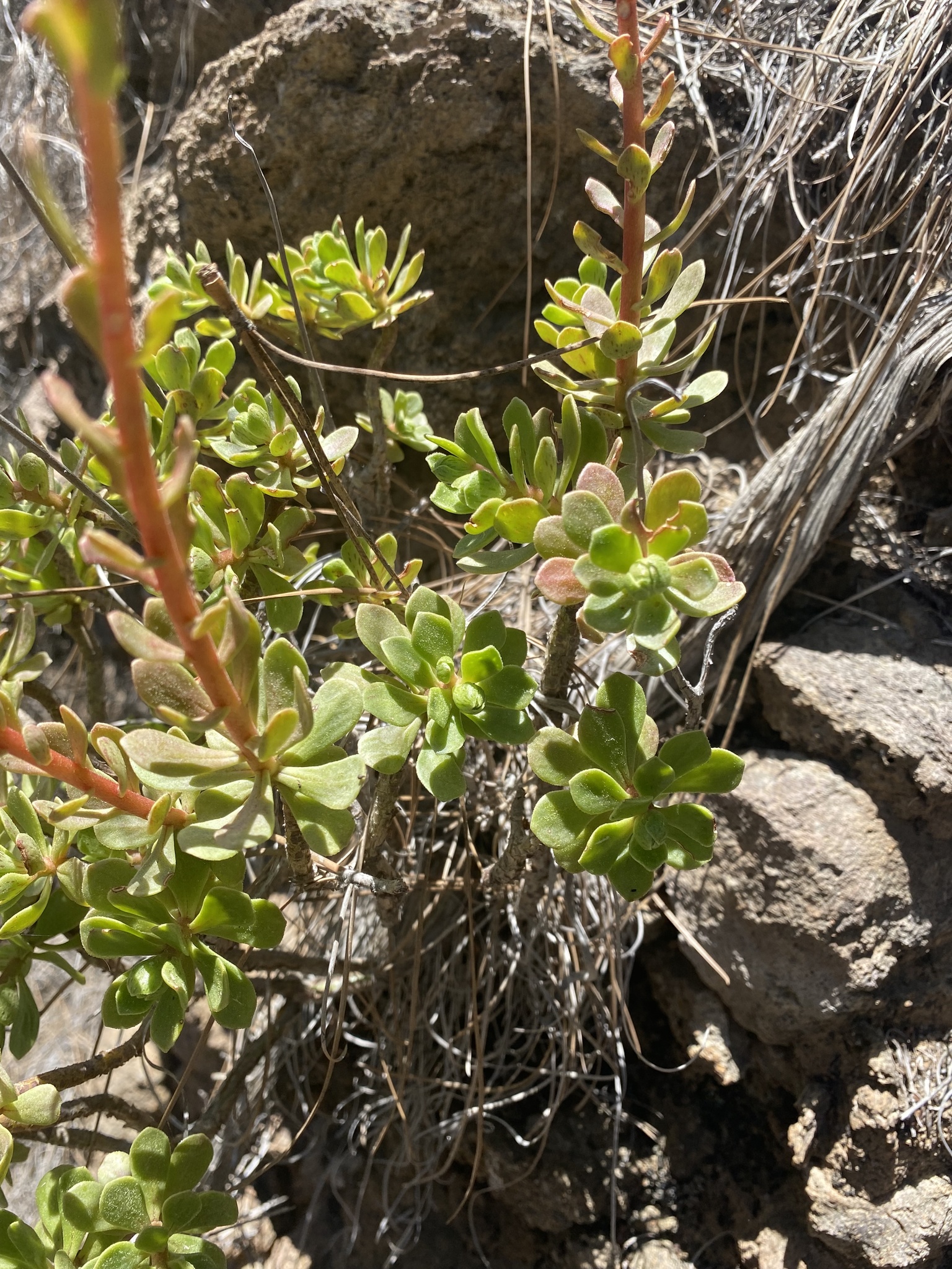Sempervivum spathulatum Hornem. 2