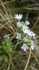 Primula incana
