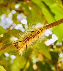 Lophocampa mixta