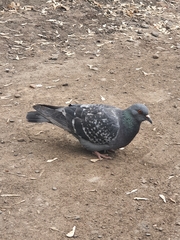 Columba livia